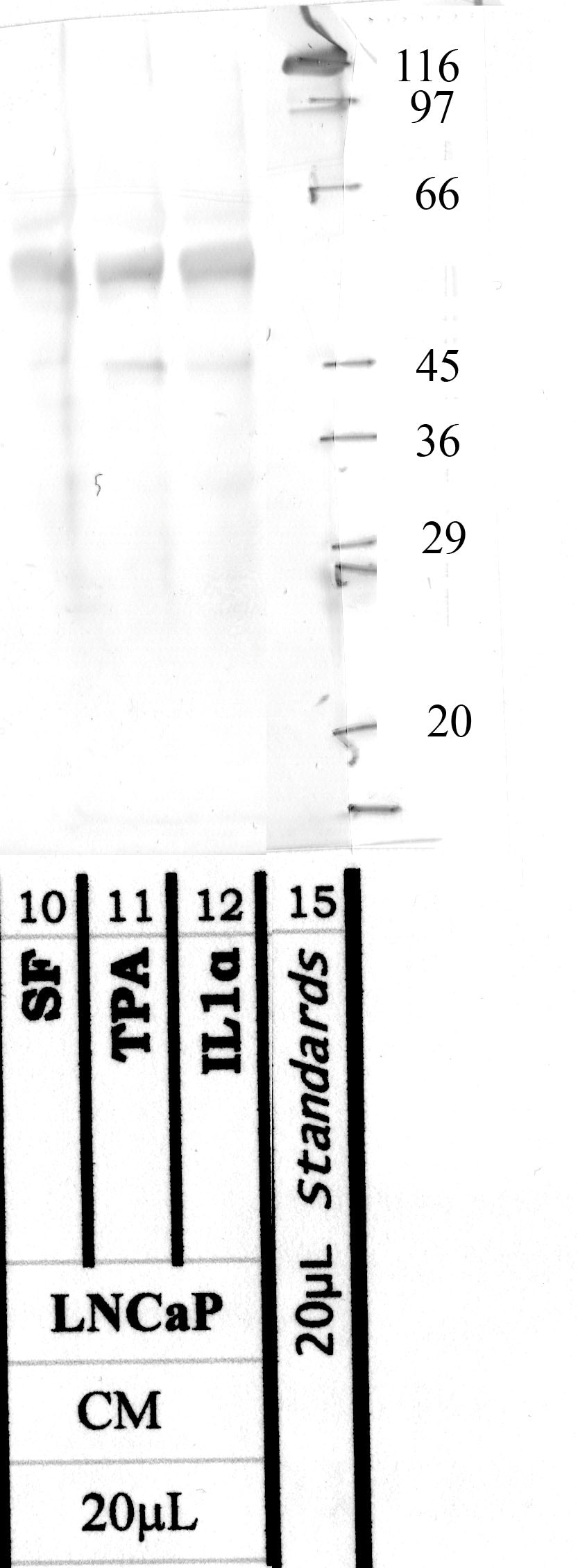 TMPRSS-13