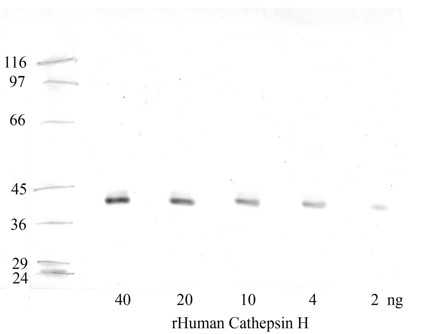 Cathepsin-H