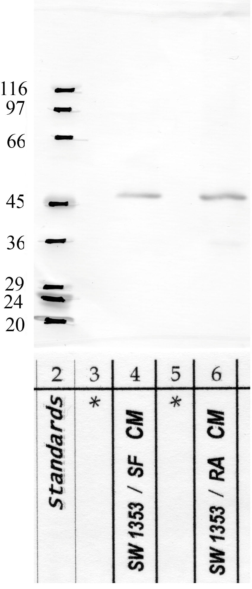 Serpin-B12