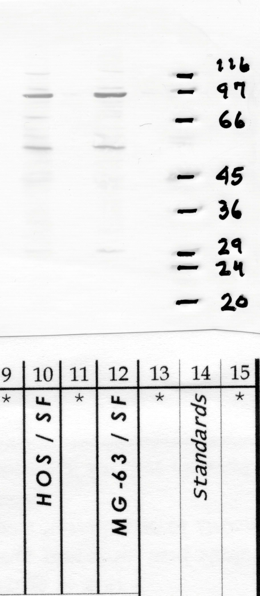 Calpain-15