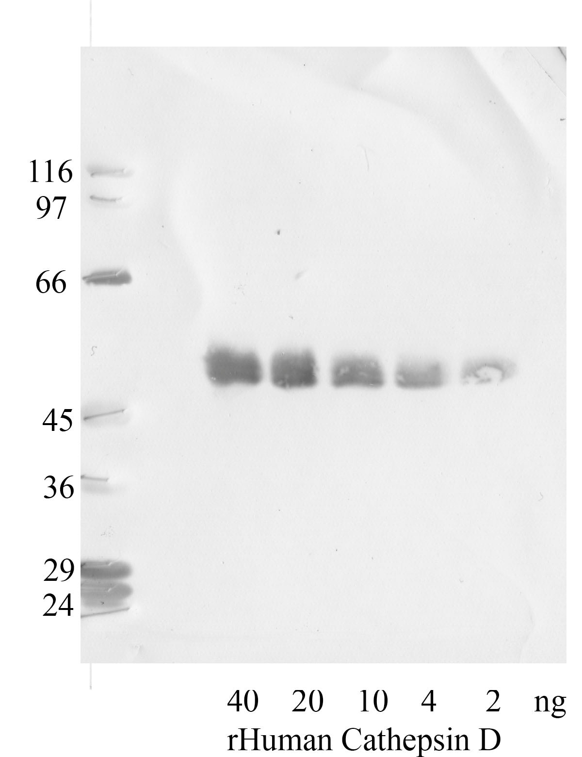 Cathepsin-D
