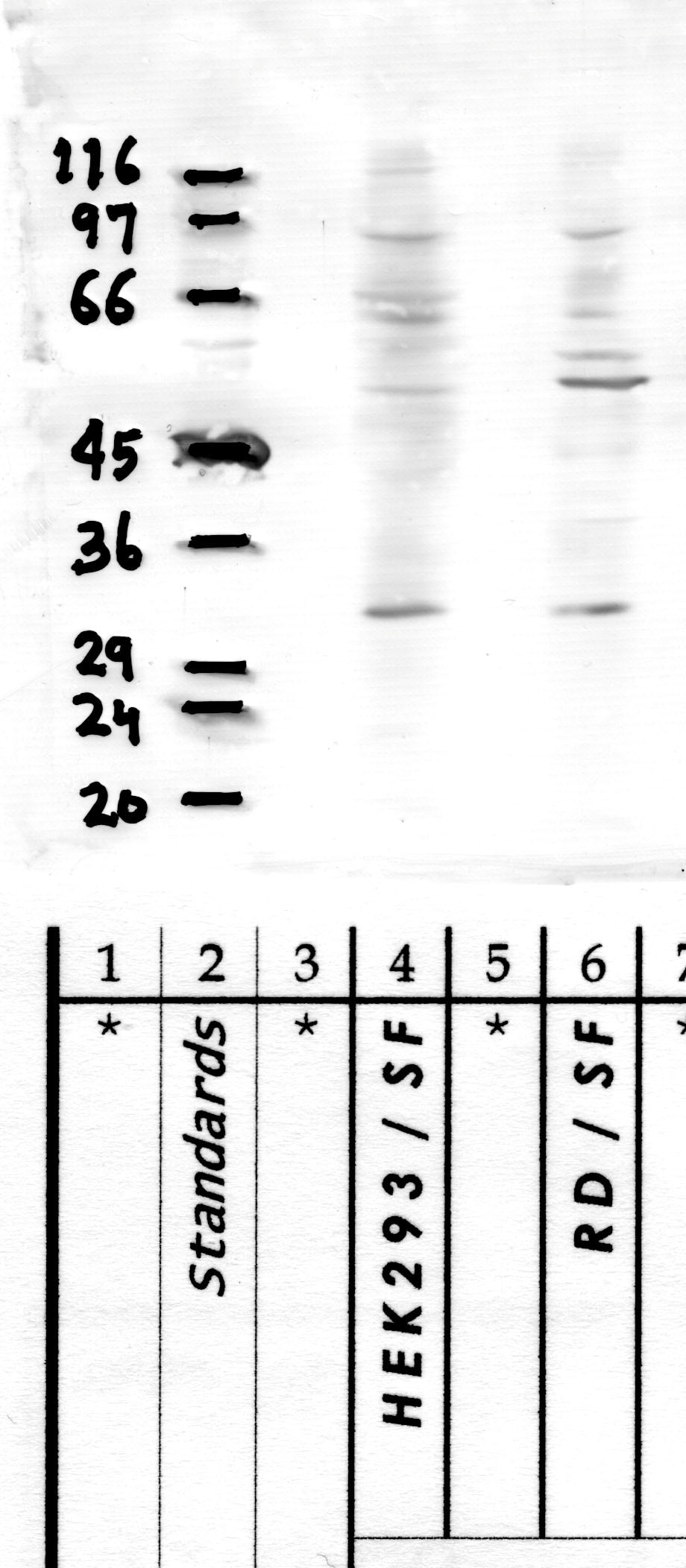 Calpain-15