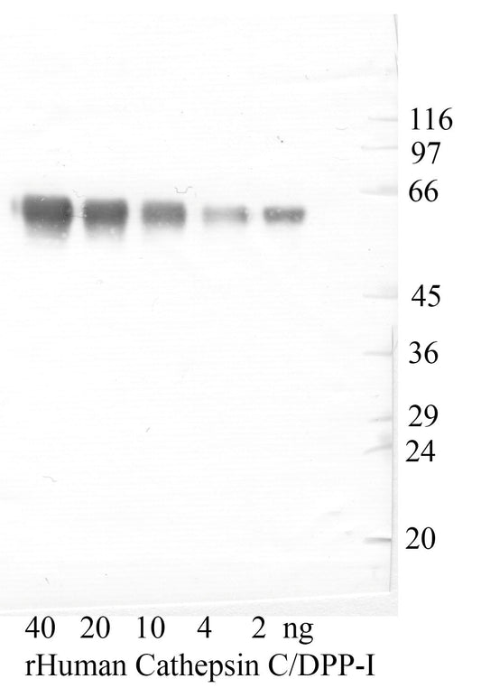 Cathepsin-C