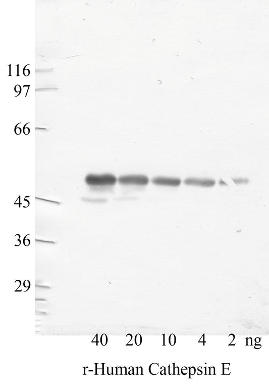 Cathepsin-E