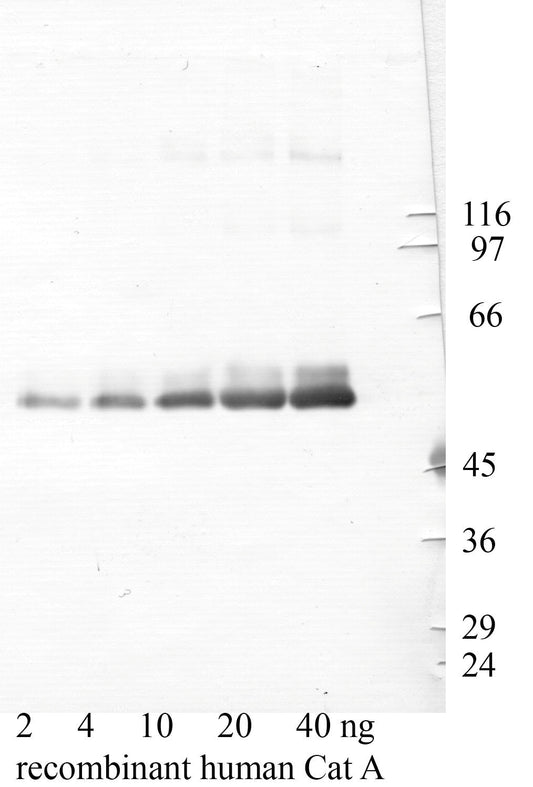 Cathepsin-A