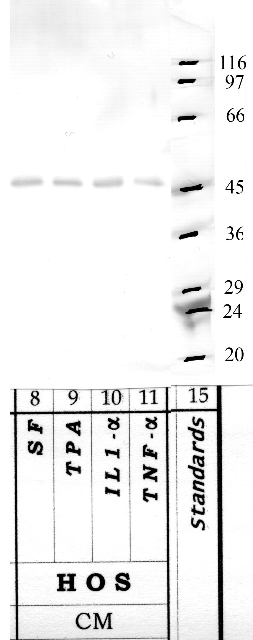Serpin-B10
