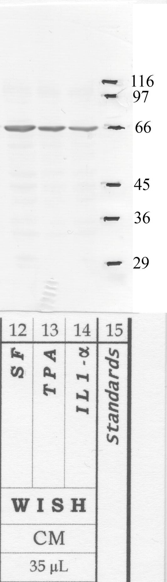 Serpin-B6