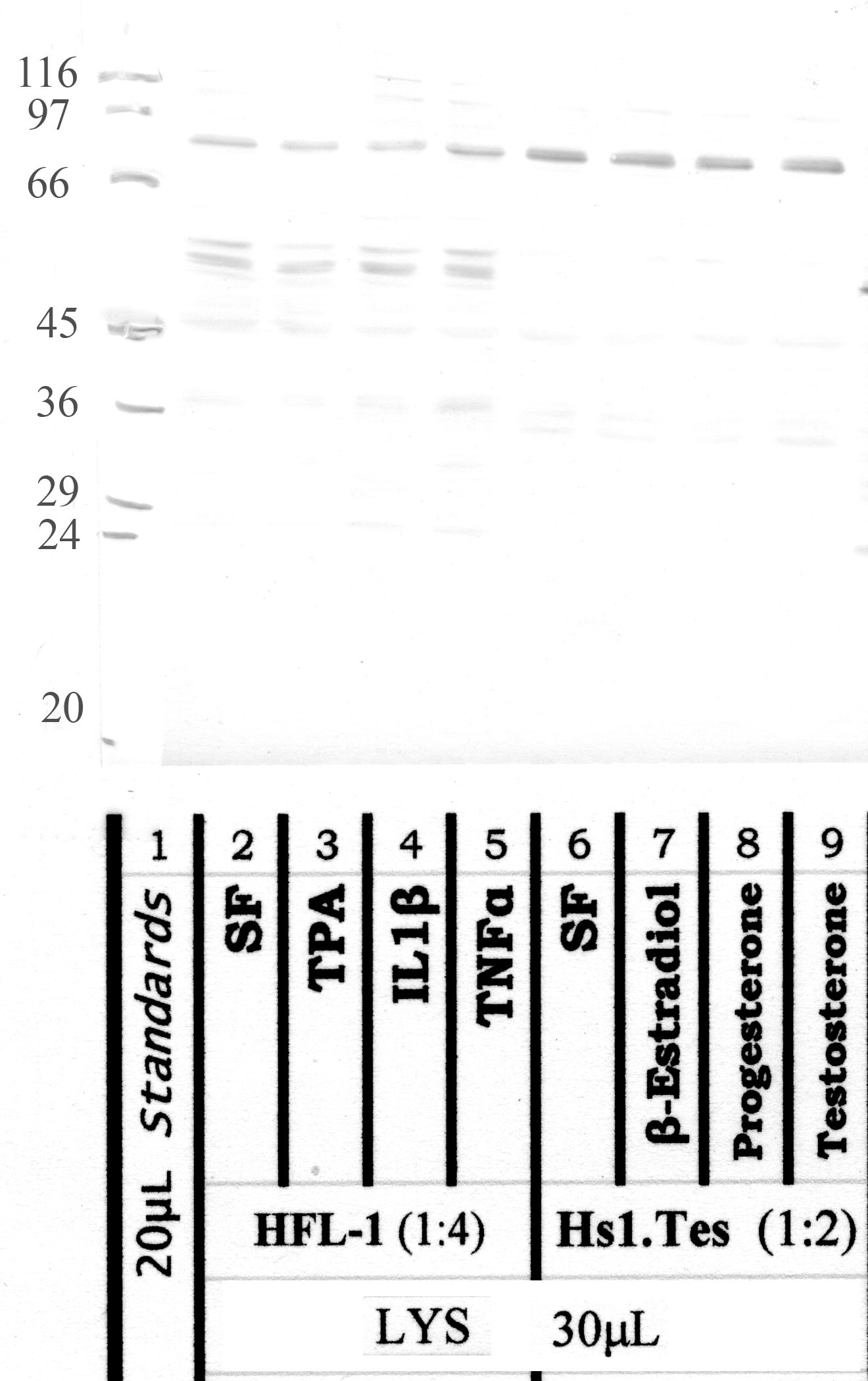 Calpain-11