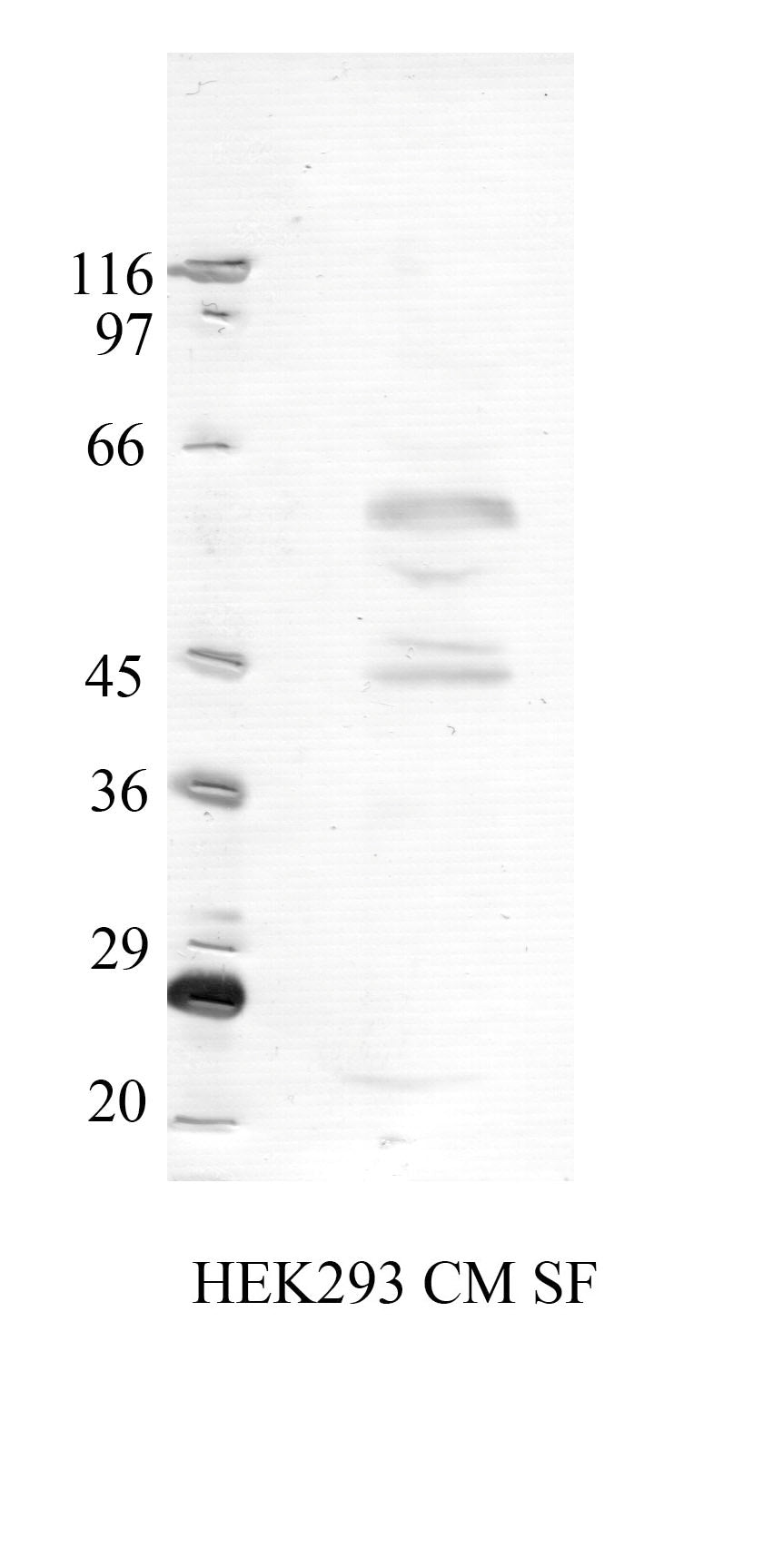 TMPRSS-3