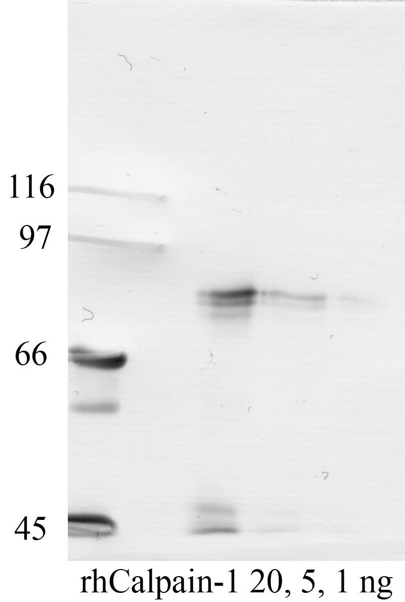 Calpain-1