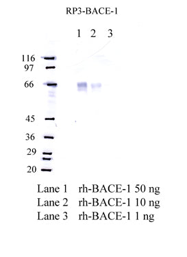 BACE-1