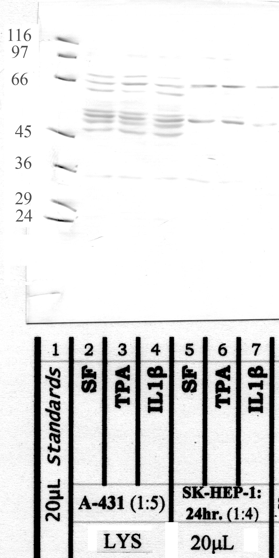 Calpain-9