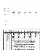 Thimet Oligopeptidase