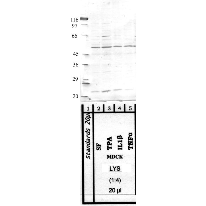 Napsin: Catalytic domain — WB validation