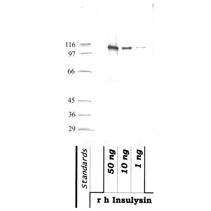 Insulysin: Catalytic Metalloproteinase domain — WB validation