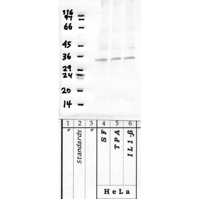 Marapsin-2: Catalytic domain — WB validation