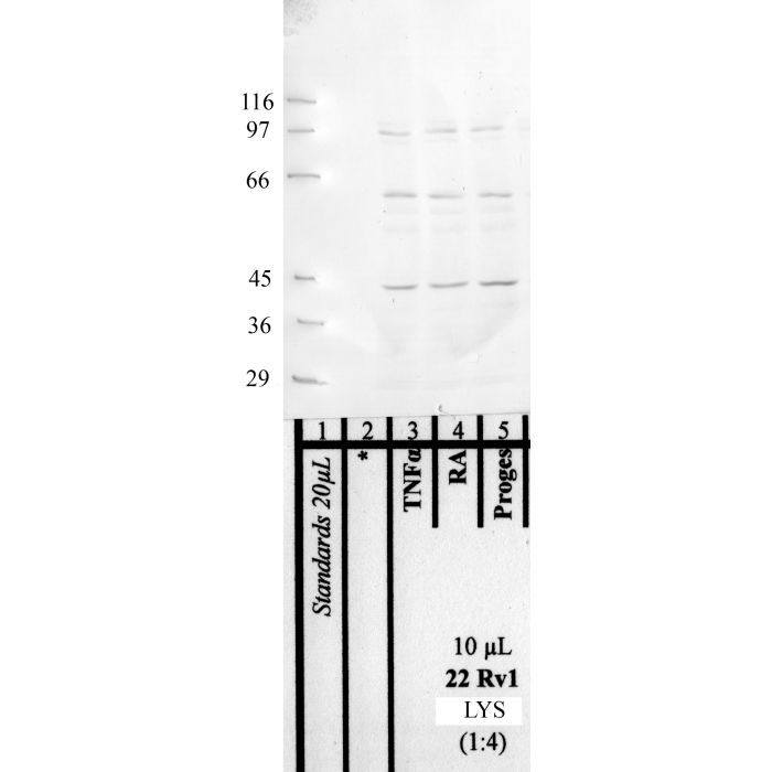 Neprilysin-2: Cytoplasmic domain — WB validation