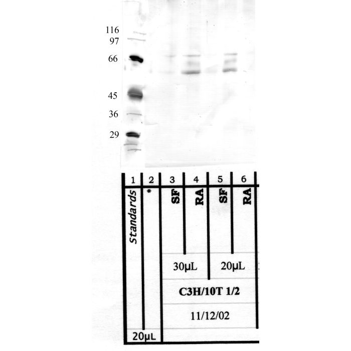 TMPRSS-11A: SEA Domain — WB validation