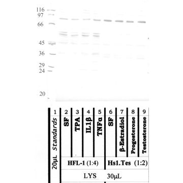 Calpain 11: Domain-III, large subunit — WB validation