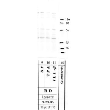 Calpain 15: Domain-I, large subunit — WB validation