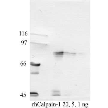 Calpain-1: Aminoterminal end Domain-I,  large subunit — WB validation