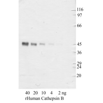 Cathepsin-B: Propeptide domain — WB validation