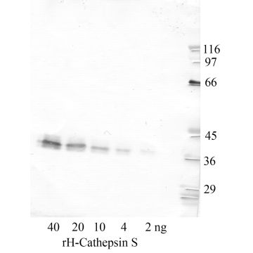 Cathepsin S: Propeptide domain — WB validation