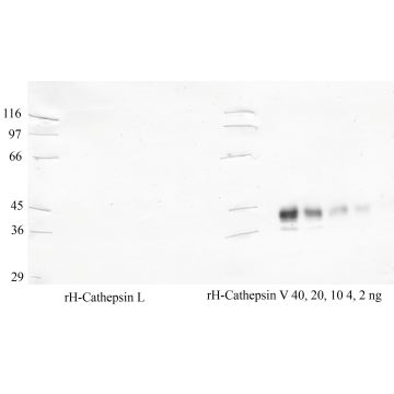 Cathepsin V: Propeptide domain — WB validation