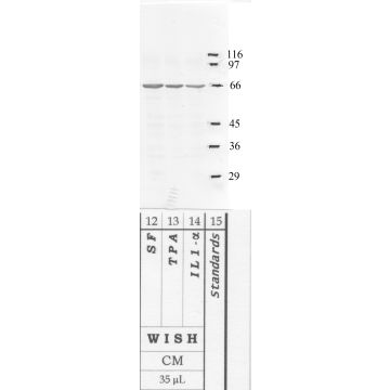 Anti-Serpin-B6 Rabbit Polyclonal Antibody