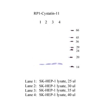 Anti-Cystatin-11 Rabbit Polyclonal Antibody