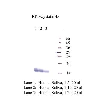 Anti-Cystatin-D Rabbit Polyclonal Antibody