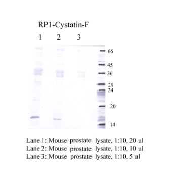 Anti-Cystatin-F Rabbit Polyclonal Antibody