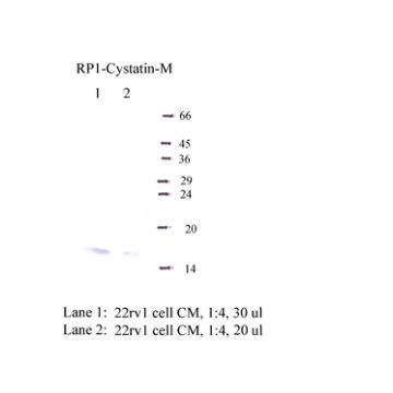 Anti-Cystatin-M Rabbit Polyclonal Antibody