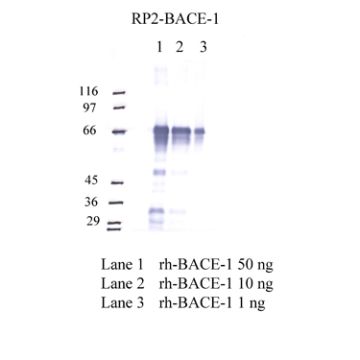 BACE-1: Stalk region — WB validation