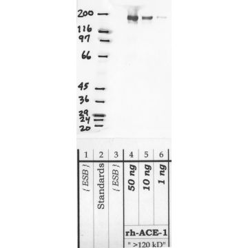 Anti-ACE-1 Rabbit Polyclonal Antibody