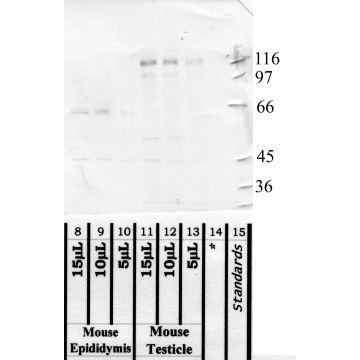 Anti-ADAM-1 Rabbit Polyclonal Antibody