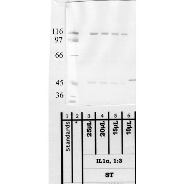 Anti-ADAM-2 Rabbit Polyclonal Antibody