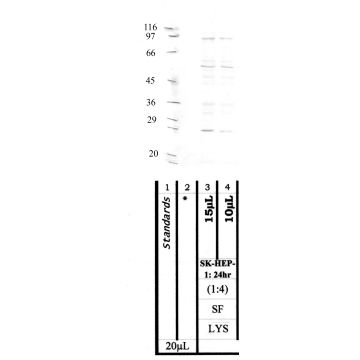 Anti-Archaemetzincin-1 Rabbit Polyclonal Antibody