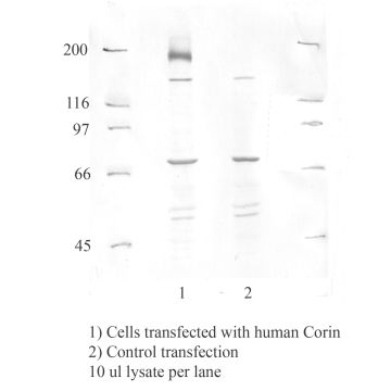 Anti-Corin Rabbit Polyclonal Antibody