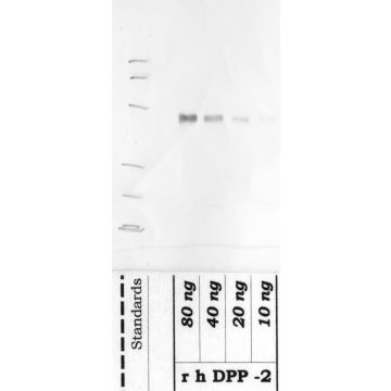 Anti-DPP-2 Rabbit Polyclonal Antibody