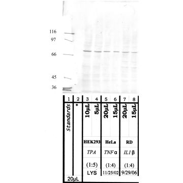 Anti-DPP-3 Rabbit Polyclonal Antibody