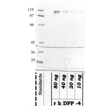 DPP-4: Stalk region — WB validation
