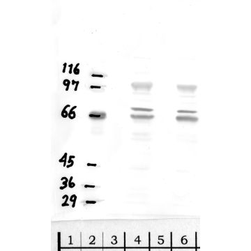 Anti-DPP-8 Rabbit Polyclonal Antibody