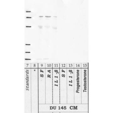 Anti-DPP-9 Rabbit Polyclonal Antibody