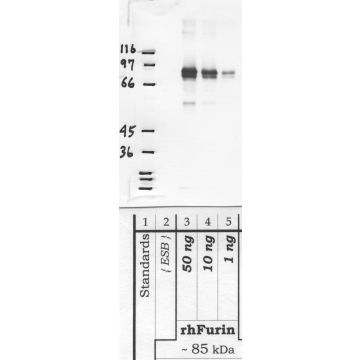 Anti-Furin Rabbit Polyclonal Antibody
