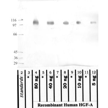 Anti-HGF Activator Rabbit Polyclonal Antibody