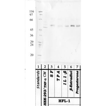 Anti-HTRA-1 Rabbit Polyclonal Antibody
