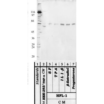 Anti-HTRA-2 Rabbit Polyclonal Antibody