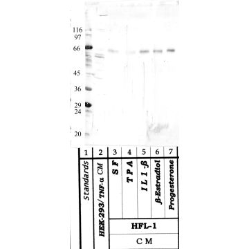 Anti-HTRA-3 Rabbit Polyclonal Antibody