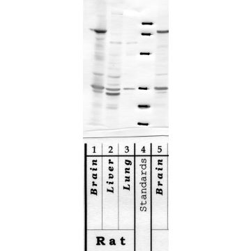 Anti-Matriptase-3 Rabbit Polyclonal Antibody